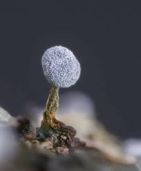 Attēlu rezultāti vaicājumam “Didymium squamulosum”