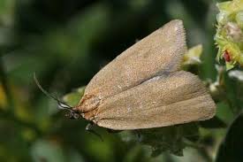 Attēlu rezultāti vaicājumam “Aphelia viburniana”