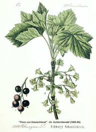 Attēlu rezultāti vaicājumam “Ribes nigrum leaf”