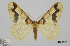 Attēlu rezultāti vaicājumam “Erannis defoliaria”