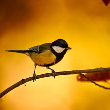 Attēlu rezultāti vaicājumam “Parus major”