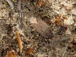 Attēlu rezultāti vaicājumam “Plagionotus detritus imago”