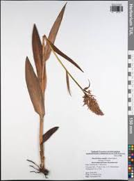 Attēlu rezultāti vaicājumam “Dactylorhiza majalis subsp. baltica”