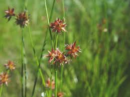Attēlu rezultāti vaicājumam “Juncus nastanthus”