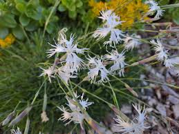 Attēlu rezultāti vaicājumam “Dianthus arenarius”