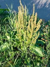 Attēlu rezultāti vaicājumam “Rumex aquaticus bud”