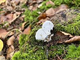 Attēlu rezultāti vaicājumam “Postia sericeomollis”