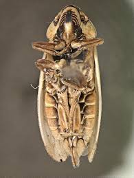 Attēlu rezultāti vaicājumam “Neophilaenus lineatus”