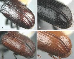 Attēlu rezultāti vaicājumam “Tomicus minor”