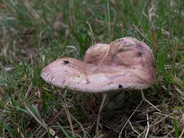 Attēlu rezultāti vaicājumam “Russula vesca”