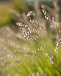 Attēlu rezultāti vaicājumam “Melica nutans flower”