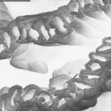 Attēlu rezultāti vaicājumam “Eurhynchium angustirete sporophyte”