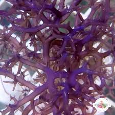 Attēlu rezultāti vaicājumam “Diderma ochraceum macro”