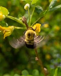 Attēlu rezultāti vaicājumam “Caragana arborescens flower”