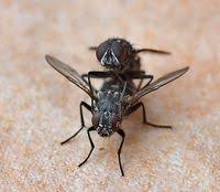 Attēlu rezultāti vaicājumam “Musca domestica”