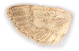 Attēlu rezultāti vaicājumam “Anania lancealis”