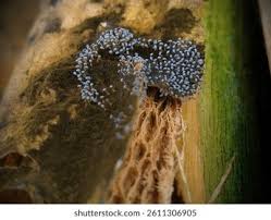 Attēlu rezultāti vaicājumam “Physaraceae”