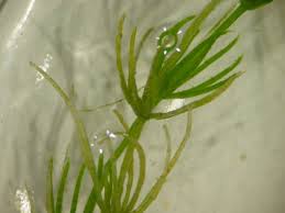 Attēlu rezultāti vaicājumam “Chara globularis”