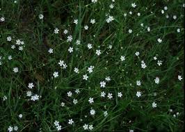 Attēlu rezultāti vaicājumam “Stellaria palustris”