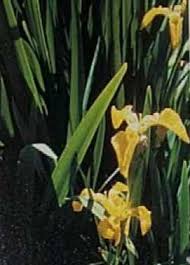 Attēlu rezultāti vaicājumam “Iris pseudacorus leaf”