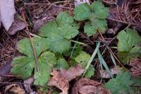 Attēlu rezultāti vaicājumam “Ranunculus lanuginosus”