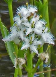Attēlu rezultāti vaicājumam “Menyanthes trifoliata leaf”