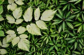 Attēlu rezultāti vaicājumam “Astilbe chinensis leaf”