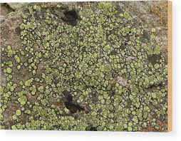 Attēlu rezultāti vaicājumam “Rhizocarpon geographicum”