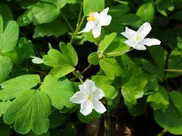 Attēlu rezultāti vaicājumam “Isopyrum thalictroides leaf”