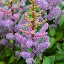 Attēlu rezultāti vaicājumam “Astilbe chinensis”