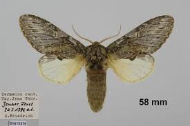 Attēlu rezultāti vaicājumam “Peridea anceps”