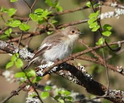 Attēlu rezultāti vaicājumam “Ficedula hypoleuca female”