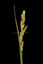 Attēlu rezultāti vaicājumam “Danthonia decumbens bud”