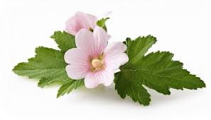 Image result for Althaea officinalis