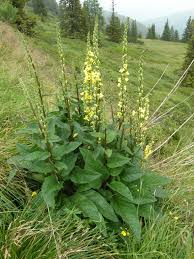 Image result for Verbascum nigrum