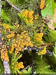 Attēlu rezultāti vaicājumam “Physarum braunianum”