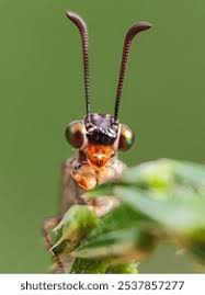 Attēlu rezultāti vaicājumam “Myrmeleontidae”