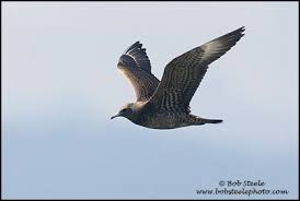 Attēlu rezultāti vaicājumam “Stercorarius parasiticus”