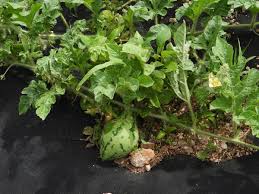 Attēlu rezultāti vaicājumam “Citrullus lanatus leaf”