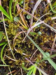 Attēlu rezultāti vaicājumam “Scorpidium scorpioides”