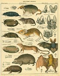 Attēlu rezultāti vaicājumam “Insectivora”