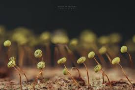 Attēlu rezultāti vaicājumam “Physarum rubiginosum plasmodium”