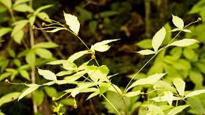 Attēlu rezultāti vaicājumam “Gillenia trifoliata”