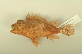 Image result for Scorpaena scrofa