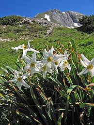 Attēlu rezultāti vaicājumam “Narcissus flower”