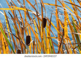Attēlu rezultāti vaicājumam “Typha latifolia”