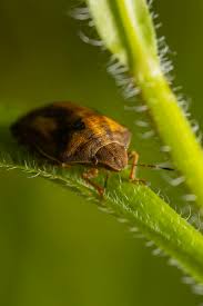 Attēlu rezultāti vaicājumam “Eurygaster testudinaria”