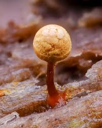 Attēlu rezultāti vaicājumam “Hemitrichia calyculata young”