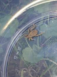 Attēlu rezultāti vaicājumam “Reduvius personatus”