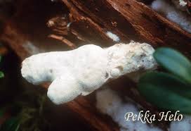 Attēlu rezultāti vaicājumam “Postia guttulata”